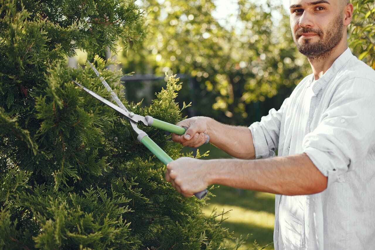 Professional Tree Service in Pottstown, PA